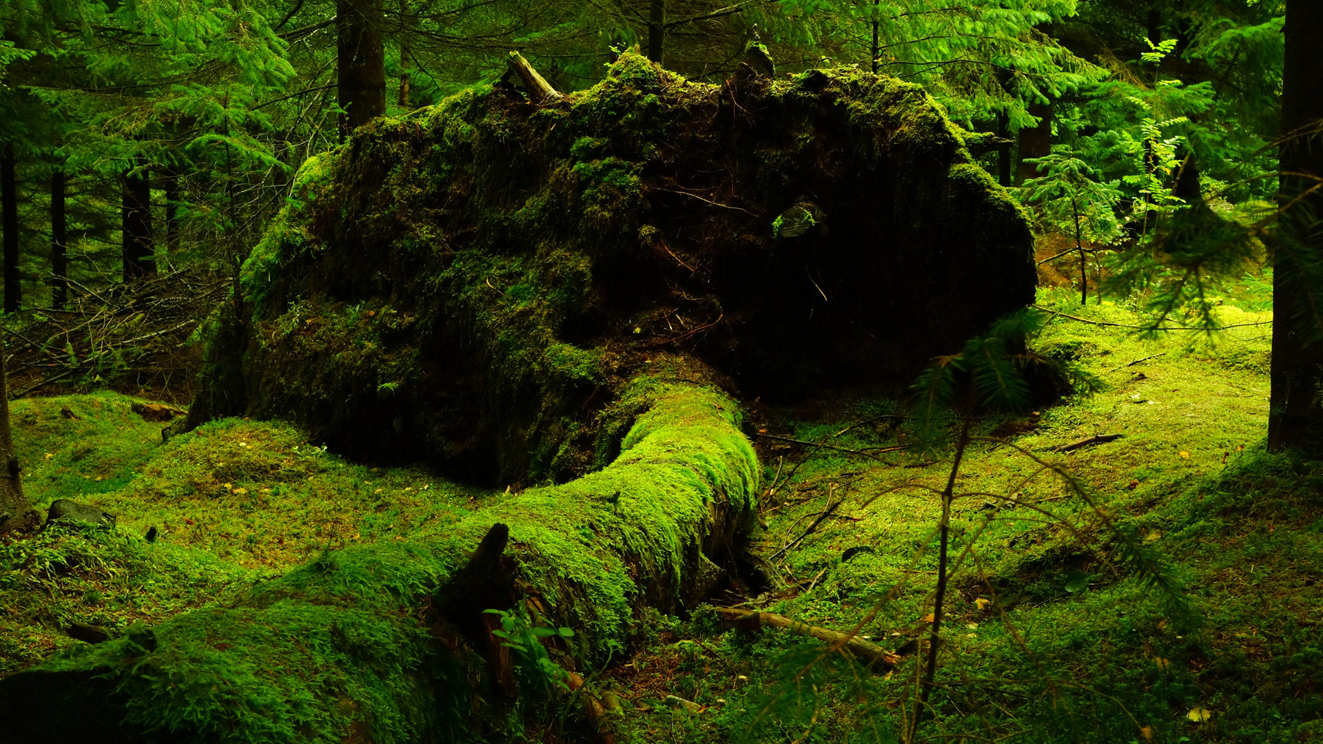 氛围感拉满！森林苔藓自然风景电脑桌面壁纸