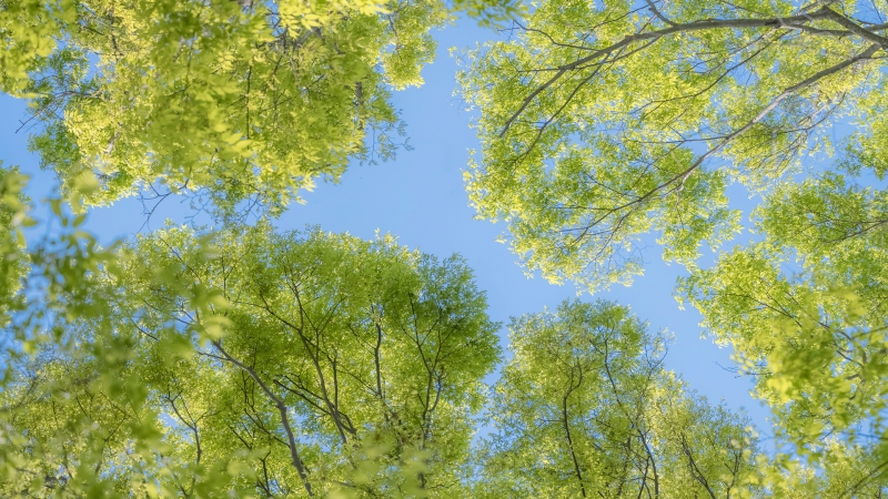 适配多尺寸！天空树叶护眼风电脑桌面高清壁纸推荐