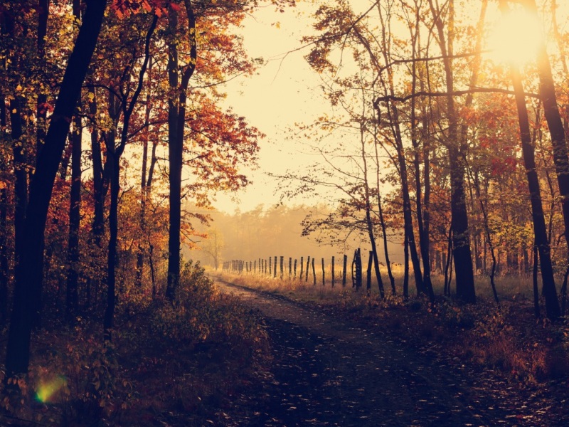 秋日森林日出公园路景高清电脑壁纸