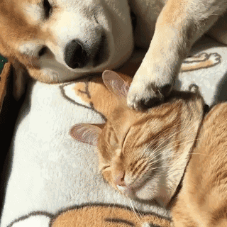 情侣互动甜系表情包合集，看完感觉被塞了满满一口狗粮