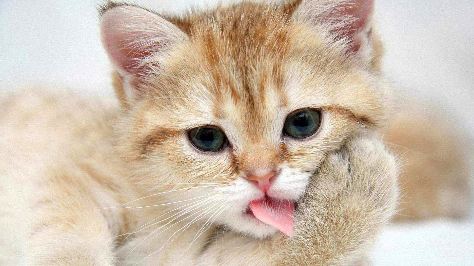 软萌小猫洗脸日常 高清电脑桌面动漫壁纸合集