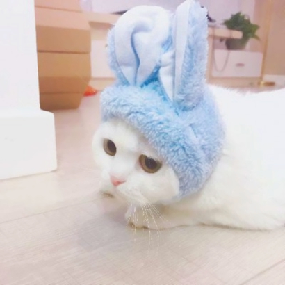 32组超萌宠物情侣头像！左右配对高清可爱款