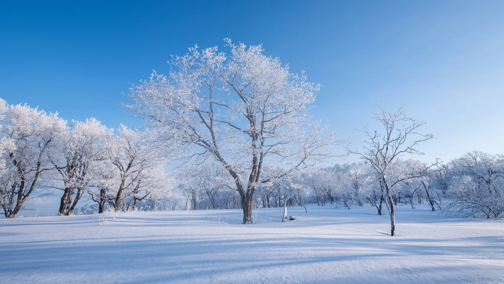 冬日林间雪景电脑桌面壁纸 高清风景壁纸分享