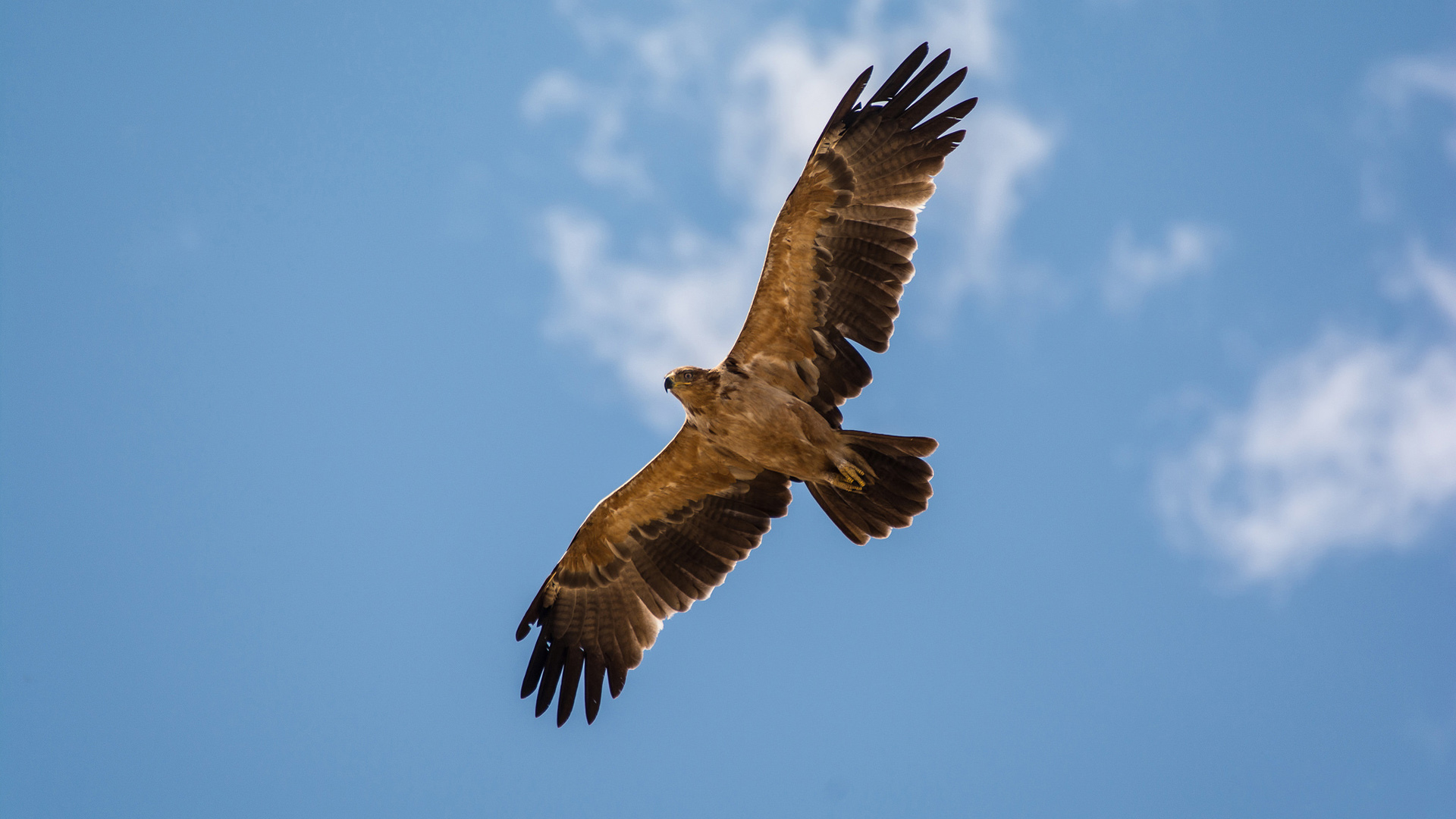 蓝天翱翔的老鹰 多款高清电脑壁纸免费下载