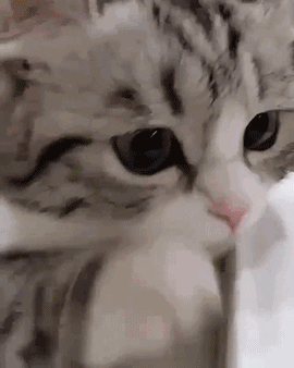 这波斗图全靠喵！一组可爱猫猫表情包合集