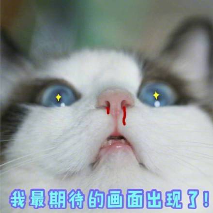 超萌智障感猫咪表情包合集