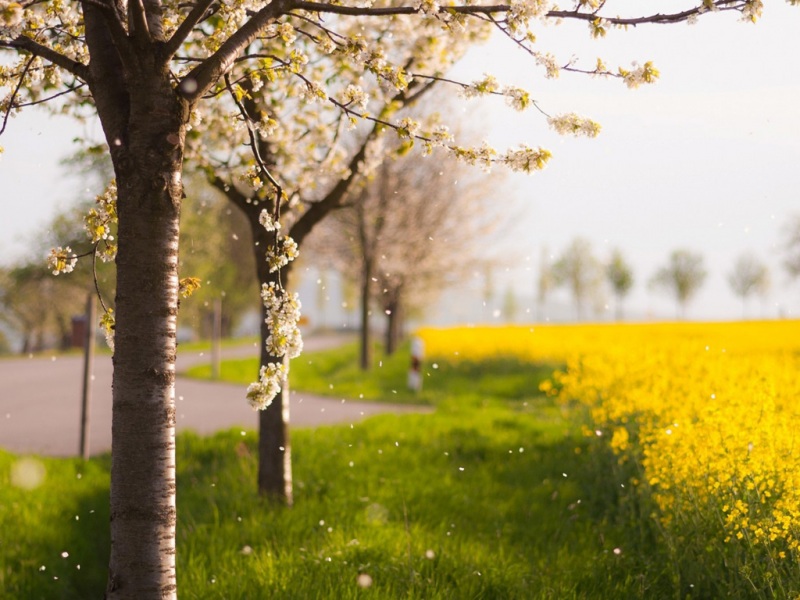 能当电脑桌面的自然花草风景壁纸来了