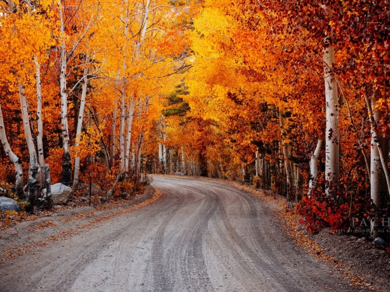 秋季加州秋日氛围感壁纸上新啦