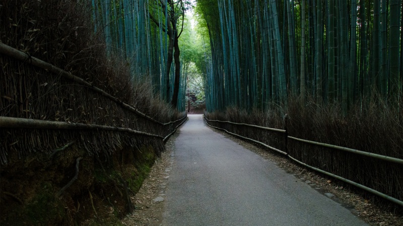 竹林小道围栏风景壁纸来啦 多款高清尺寸任你选