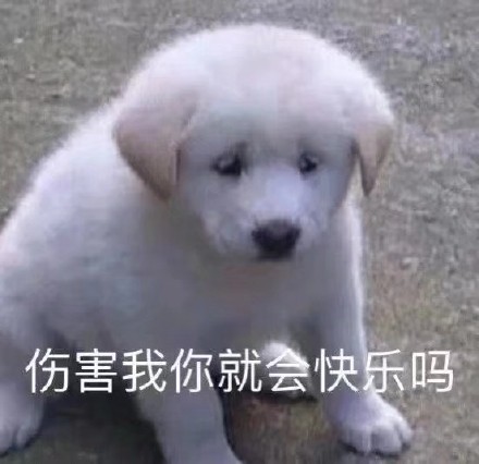 聊天斗图必备！超全小狗表情包合集来了