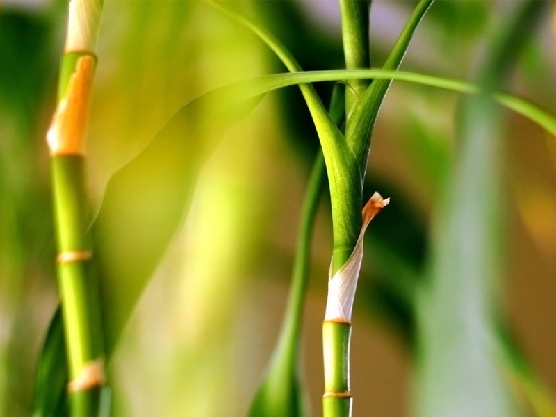 春日氛围感拉满！多款春天绿色植物电脑动漫壁纸分享