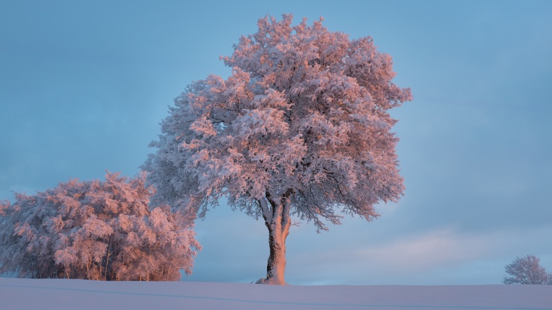 冬日林间雪景电脑壁纸