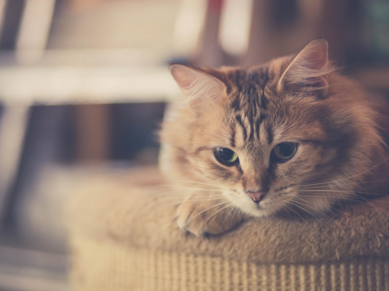 猫咪带胡须的治愈心情壁纸_高清动物壁纸