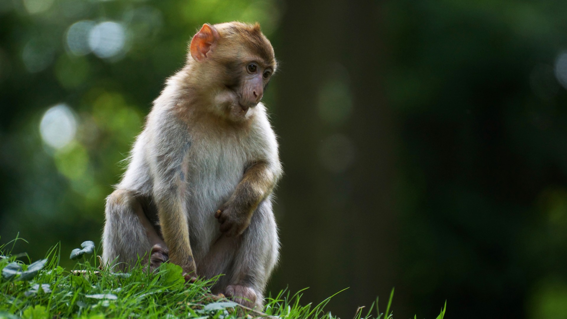 多款适配电脑的小猴子高清壁纸来啦