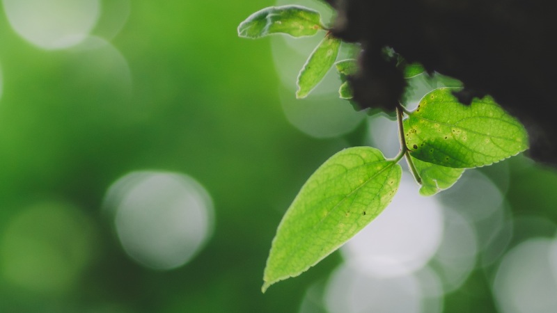 微距绿色叶子清新电脑桌面动漫壁纸？不，这是款治愈系风景桌面壁纸