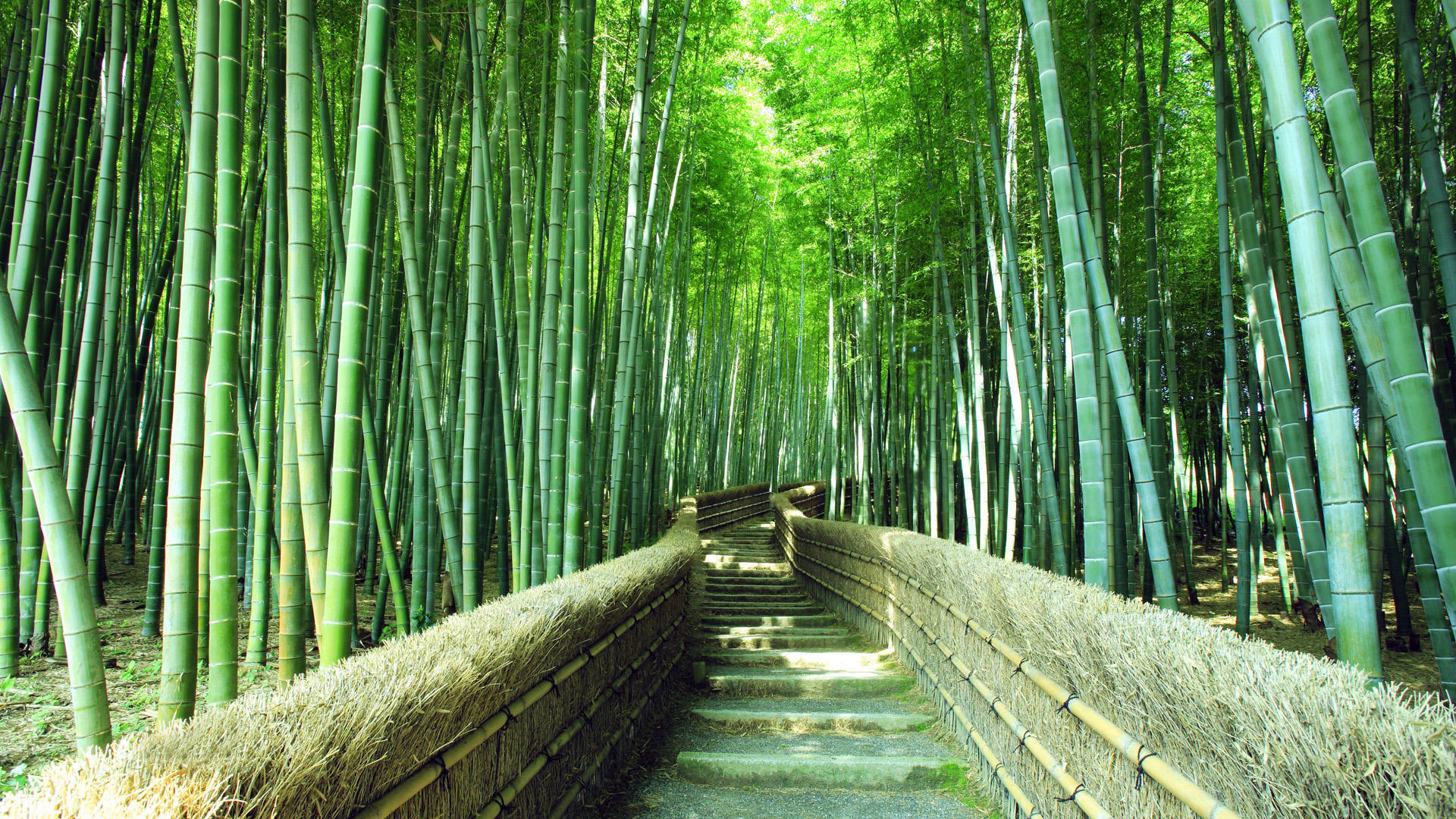 竹林小径清新绿色风景电脑动漫壁纸