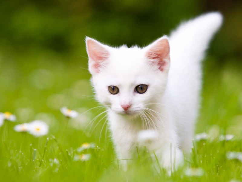 可爱白色小猫高清电脑桌面壁纸来了 多款分辨率可选