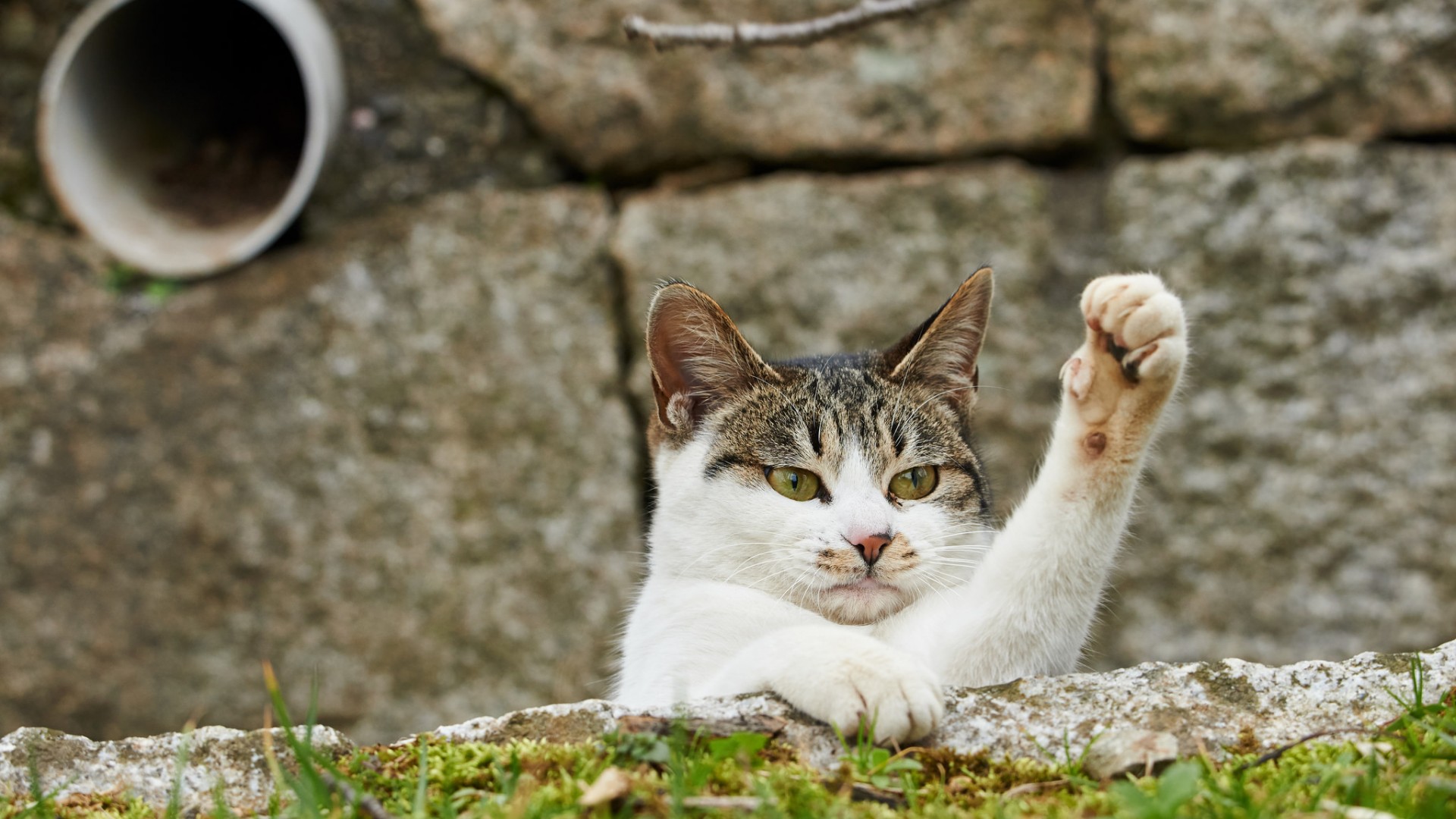 猫咪比心手势壁纸_高清可爱猫爪桌面壁纸