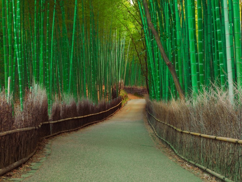 竹海景区竹林路面风景电脑壁纸
