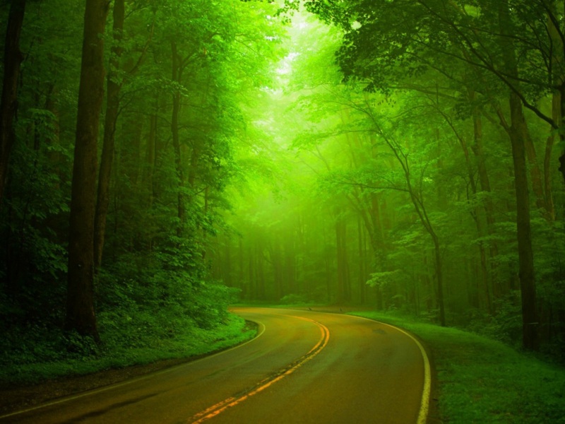 朦胧绿意公路森林壁纸！高清多尺寸风景壁纸上新