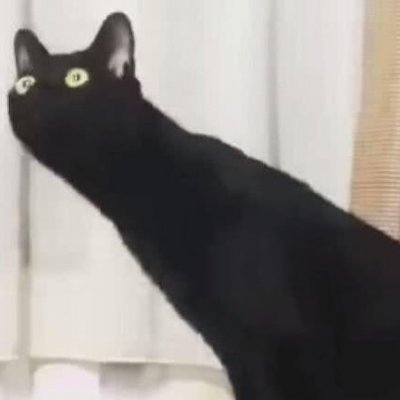 猫咪情侣头像合集！10组搞怪可爱的一对两张高清图