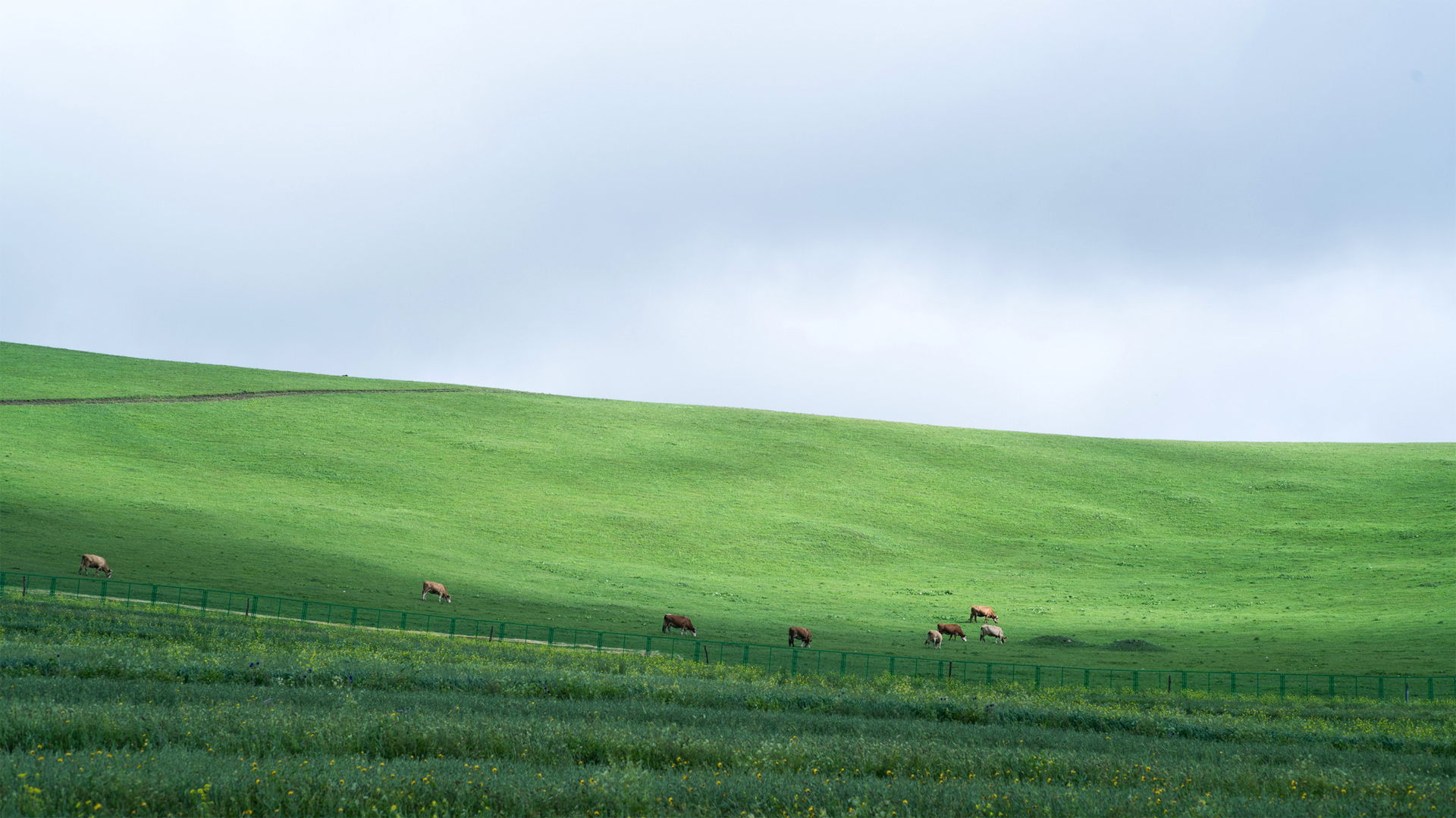 绿色草原牛群风景电脑桌面动漫壁纸分享