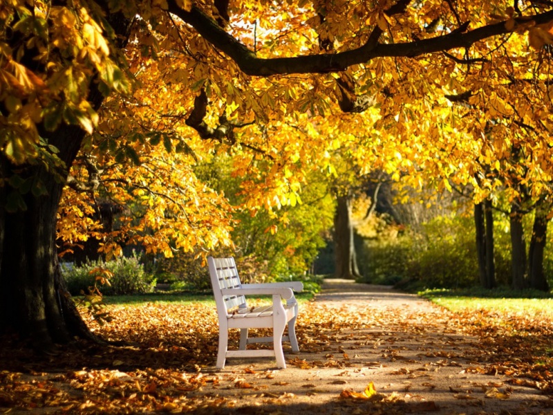 秋日公园长椅壁纸推荐