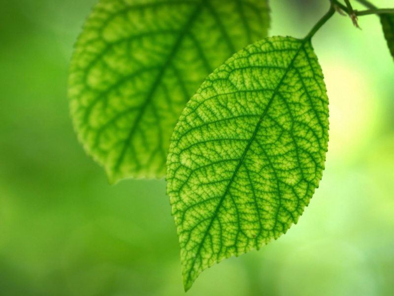 高清绿色叶子电脑桌面壁纸来啦