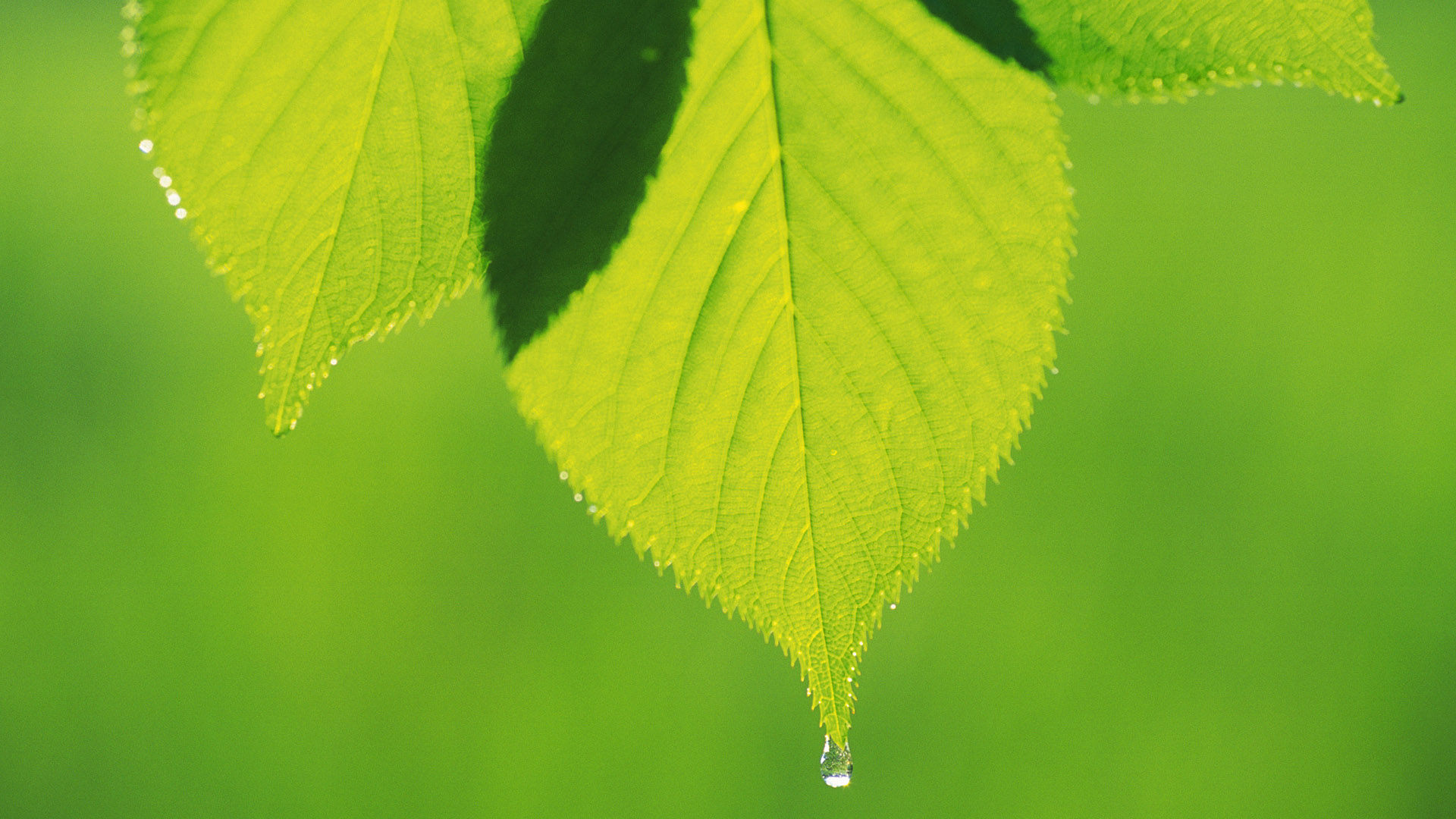 春日绿叶风景电脑壁纸