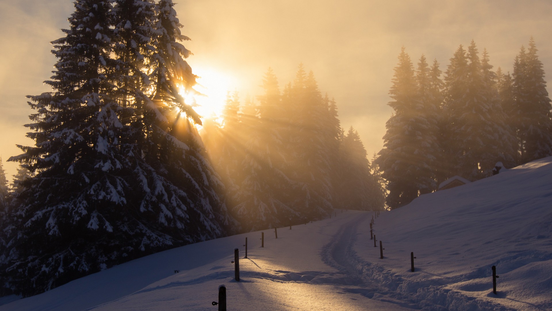 冬日暖阳林间路动漫风景电脑壁纸