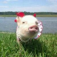 一左一右的可爱小猪情侣头像 20张真人感头像图合集