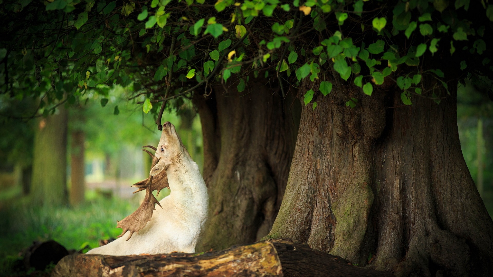 大树下的野鹿草地壁纸 电脑桌面高清动物壁纸