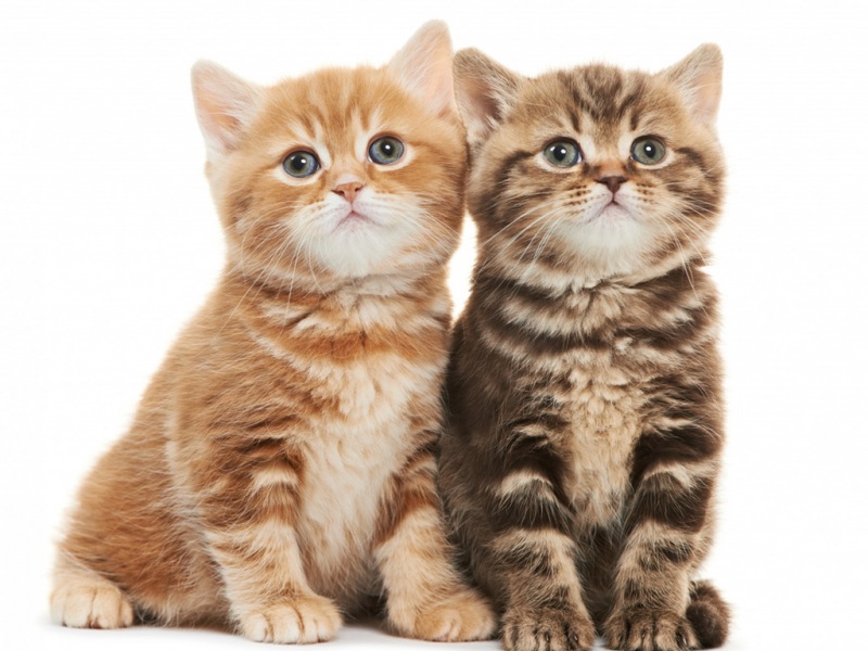 两只小猫端正坐着凝望前方 这款可爱壁纸有多款高清尺寸可选