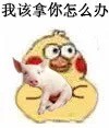 超萌小黄鸡抱猪猪表情包合集来啦