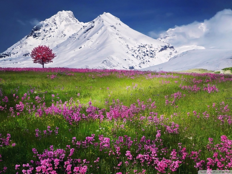 超治愈！紫色薰衣草花海配雪山的绝美电脑壁纸