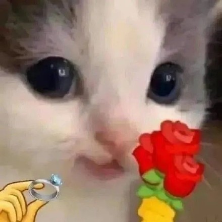 猫咪举花花表情包合集来啦