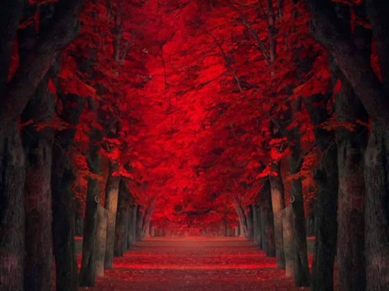 超治愈！红叶林间道路 电脑桌面动漫风壁纸