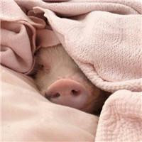 一左一右的可爱小猪情侣头像 20张真人感头像图合集