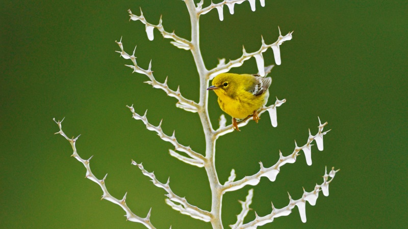 冰枝上的雌松莺电脑壁纸上新，高清动物壁纸任你选