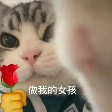 猫咪举花花表情包合集来啦