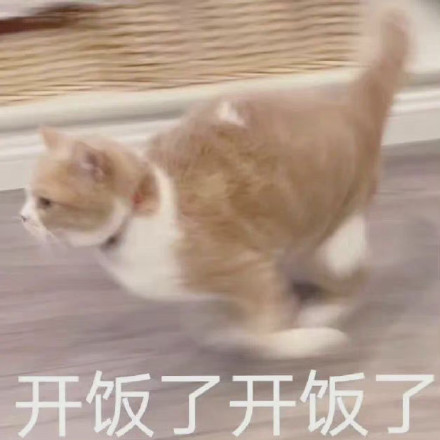 铲屎官斗图必备！这套猫猫狗狗表情包太好用了