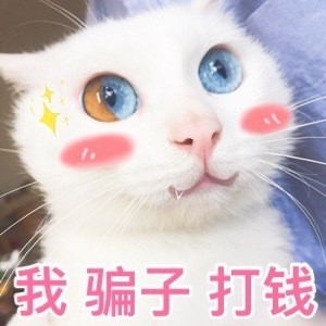 能用来撩对象的猫咪表情包合集