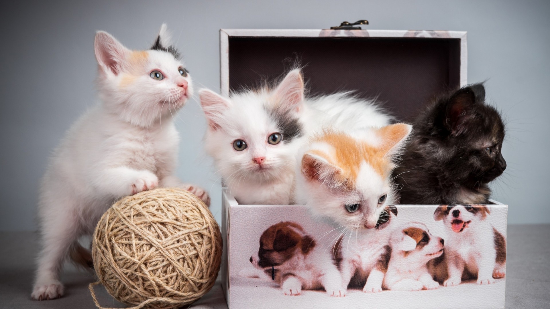 软乎乎小奶猫玩毛线球！超治愈可爱猫咪壁纸合集