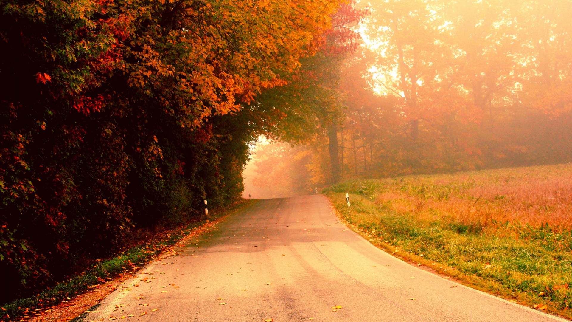 秋日落叶公路氛围感壁纸 适配多尺寸电脑桌面