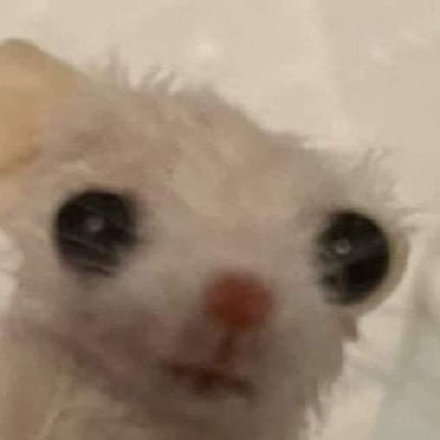 聊天斗图神器！这套小动物无字表情包太好用了