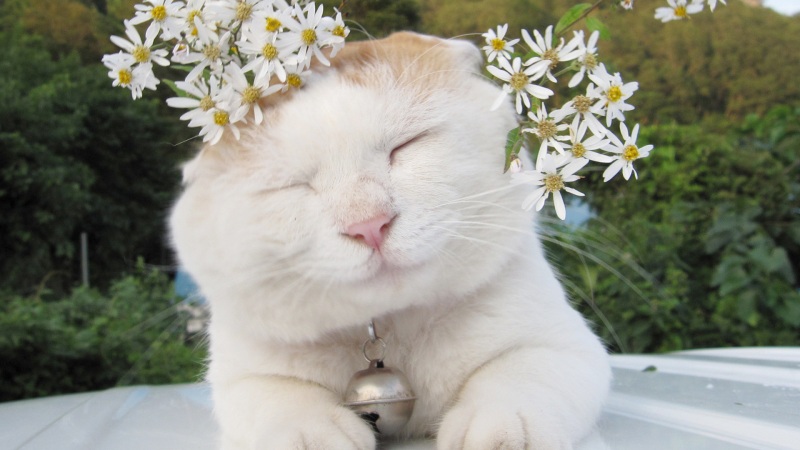 软萌猫叔电脑壁纸 高清动物桌面图直接下