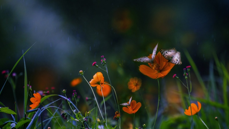 夏天氛围感拉满！蝴蝶花丛自然风电脑动漫壁纸来了