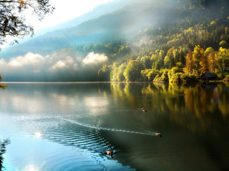 晨起山林湖景带野鸭的电脑动漫壁纸