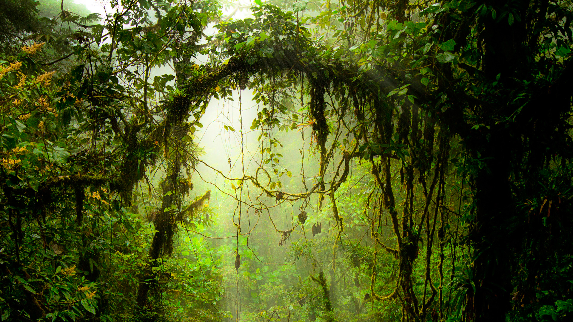 哥斯达黎加蒙特沃德云雾森林 高清电脑桌面壁纸来了