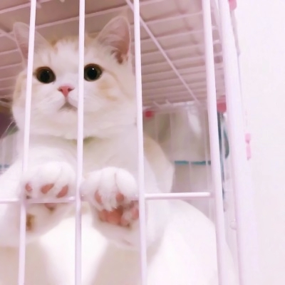 超萌两只猫咪情侣头像！24张高清可爱款直接存